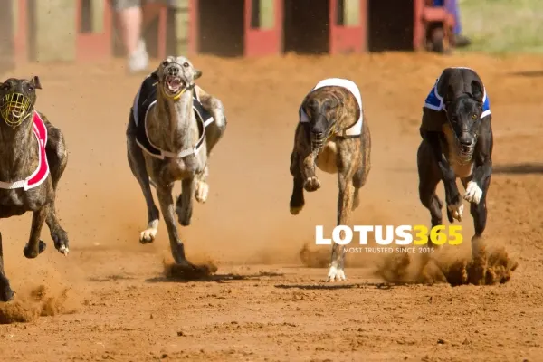 Lotus365 Greyhound Racing Betting_